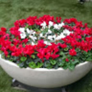 Meet your Posher, Manuel